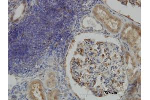 Immunoperoxidase of monoclonal antibody to CRTAP on formalin-fixed paraffin-embedded human kidney. (CRTAP antibody  (AA 307-401))