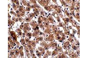 Immunohistochemistry of HAAO in human liver tissue with HAAO polyclonal antibody  at 2. (HAAO antibody  (N-Term))