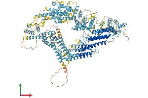 AlphaFold protein structure predicition of Human Recombinant KIAA0825 Protein, UniprotID Q8IV33 (C5orf36 Protein (AA 1-1275) (His tag))