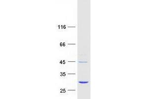 Validation with Western Blot (EMC9 Protein (Myc-DYKDDDDK Tag))