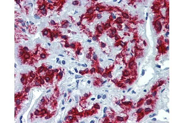 VEZF1 antibody  (AA 288-337)