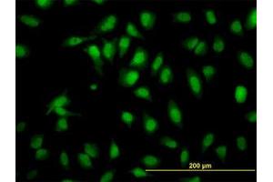 Image no. 2 for anti-SH2 Domain Containing 4A (SH2D4A) (AA 239-338) antibody (ABIN599292) (SH2D4A antibody  (AA 239-338))