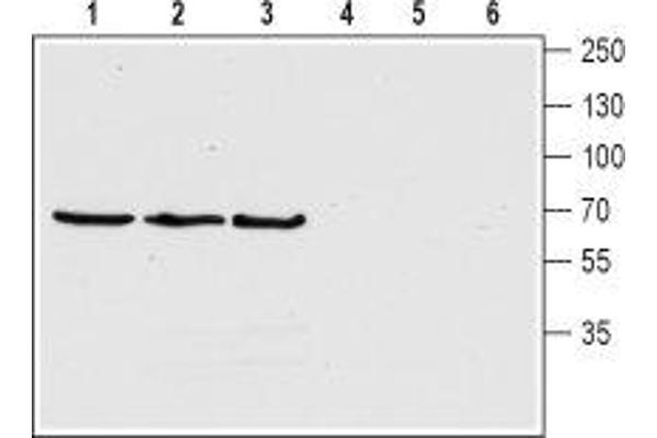 ChT antibody  (4th Extracellular Loop)