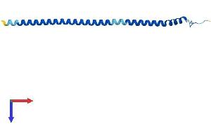 AlphaFold protein structure predicition of Human Recombinant ATP6V1G3 Protein, UniprotID Q96LB4 (ATP6V1G3i Protein (AA 1-118) (His tag))