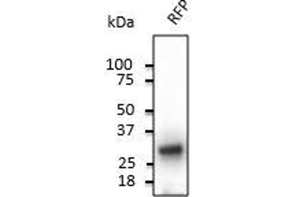 RFP antibody