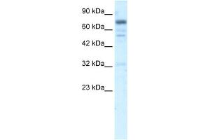 WB Suggested Anti-RIN3 Antibody Titration:  5.