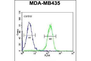 Flow cytometric analysis of MDA-MB435 cells (right histogram) compared to a negative control cell (left histogram). (PYHIN1 antibody  (N-Term))