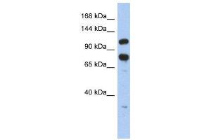 WB Suggested Anti-ZFR  Antibody Titration: 0. (ZFR antibody  (Middle Region))