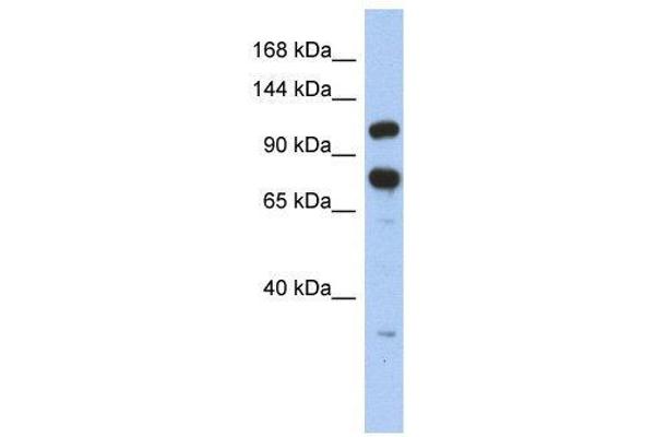 ZFR antibody  (Middle Region)