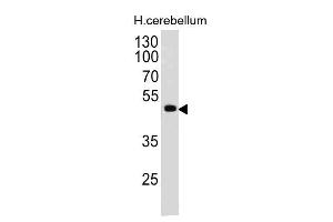 Western Blot of human Cerebellum lysate using PAX6 Monoclonal Antibody (PAX6/498). (PAX6 antibody  (N-Term))