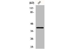 Western Blot analysis of 293 cells using CD298 Polyclonal Antibody