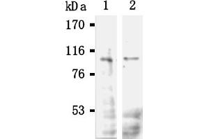Western Blotting (WB) image for anti-POU Domain, Class 2, Transcription Factor 1 (POU2F1) antibody (ABIN567788)