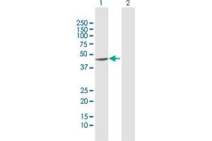 Western Blot analysis of SEPT5 expression in transfected 293T cell line by SEPT5 MaxPab polyclonal antibody. (Septin 5 antibody  (AA 1-369))