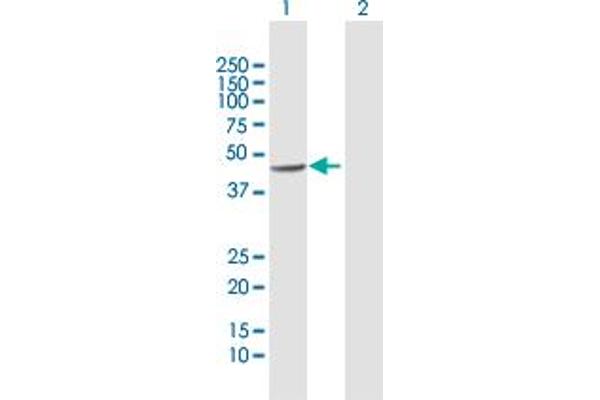 Septin 5 antibody  (AA 1-369)