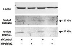 Western Blotting (WB) image for anti-Polymerase (DNA-Directed), delta Interacting Protein 2 (POLDIP2) (Internal Region) antibody (ABIN2464424)