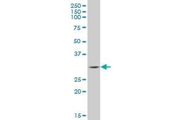 VNN3 antibody  (AA 175-274)