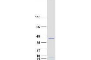 Western Blotting (WB) image for WD Repeat Domain 5 (WDR5) (Transcript Variant 2) protein (Myc-DYKDDDDK Tag) (ABIN2735518)
