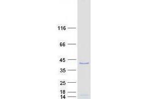 Validation with Western Blot (WDR5 Protein (Transcript Variant 2) (Myc-DYKDDDDK Tag))