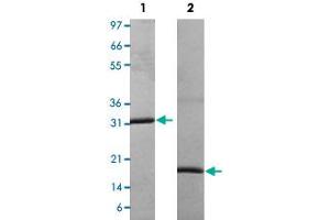 Lane 1: non-reducing conditions Lane 2: reducing conditions (M-CSF/CSF1 Protein)