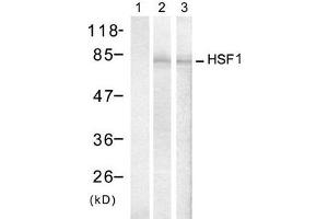 Western blot analysis of extracts from Hela cells treated with IFN or Heat shock, using HSF1 (Ab-307) antibody (E021206, Lane 1, 2 and 3). (HSF1 antibody)