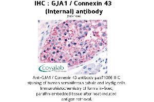 Image no. 1 for anti-Gap Junction Protein, alpha 1, 43kDa (GJA1) (Internal Region) antibody (ABIN1734706) (Connexin 43/GJA1 antibody  (Internal Region))