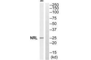 NRL antibody  (N-Term)