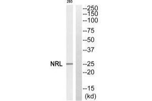Western blot analysis of extracts from 293 cells, using NRL antibody. (NRL antibody  (N-Term))