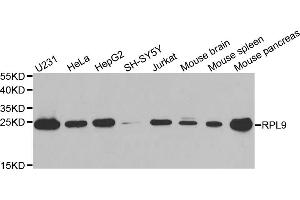 Western blot analysis of extracts of various cell lines, using RPL9 antibody (ABIN6291201) at 1:1000 dilution.