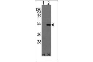 Western blot analysis of YBX1(arrow) using rabbit polyclonal YBX1 Antibody (YBX1 antibody  (C-Term))
