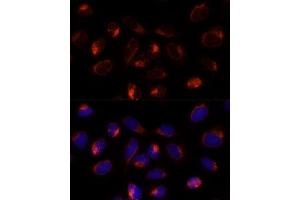 Immunofluorescence analysis of U-2 OS cells using TXNDC12 Polyclonal Antibody (ABIN7270800) at dilution of 1:100 (40x lens). (TXNDC12 antibody  (AA 93-172))