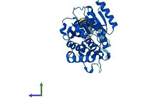 Protein Structure (PS) image for Retinol Dehydrogenase 11 (All-Trans/9-Cis/11-Cis) (RDH11) (AA 1-318) protein (His tag) (ABIN7551318)
