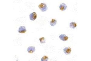 Immunohistochemistry (IHC) image for anti-Toll-Like Receptor 1 (TLR1) (Middle Region) antibody (ABIN1031127)