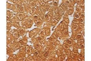 Human Liver, Paraffin section, dilution = 20 µg/mL in PBS (NR1H4 antibody  (Isoform 2))