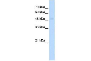 AADAT antibody used at 1. (AADAT antibody  (N-Term))