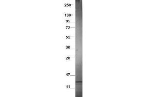 Western blot using  protein-A purified anti-swine CCL3L1 antibody shows detection of recombinant swine CCL3L1 at 7. (CCL3L1 antibody)