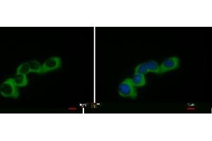 ICC/IF Image COL1A2 antibody [C2C3], C-term detects COL1A2 protein at cytoplasm by immunofluorescent analysis. (COL1A2 antibody  (C-Term))