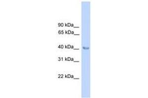 Image no. 1 for anti-Aminolevulinate Dehydratase (ALAD) (N-Term) antibody (ABIN6745534) (ALAD antibody  (N-Term))