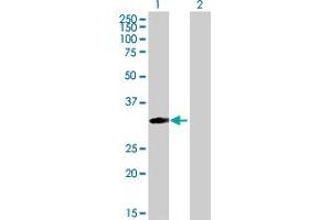 Western Blot analysis of MRPS18B expression in transfected 293T cell line by MRPS18B MaxPab polyclonal antibody.