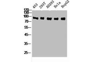 Western Blot analysis of 453 293T AD293 HELA HepG2 cells using Rsk-4 Polyclonal Antibody (RPS6KA6 antibody  (C-Term))