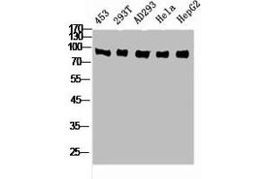 Western Blot analysis of 453 293T AD293 HELA HepG2 cells using Rsk-4 Polyclonal Antibody