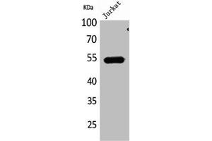 Western Blot analysis of Jurkat cells using DPP7 Polyclonal Antibody (DPP7 antibody  (C-Term))