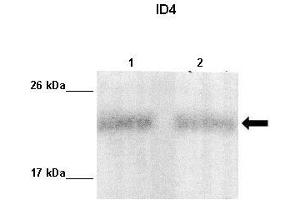 Lanes :  Lane 1: 10ug MDA-MB231 lysateLane 2: 10ug MCF7 lysate   Primary Antibody Dilution :   1:1000    Secondary Antibody :  Anti-rabbit-HRP   Secondary Antibody Dilution :   1:10,000   Gene Name :  ID4   Submitted by :  Maria Teresita Branham. (ID4 antibody  (Middle Region))
