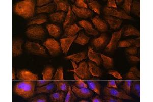 Immunofluorescence analysis of U-2 OS cells using SPTAN1 Polyclonal Antibody at dilution of 1:100. (SPTAN1 antibody)