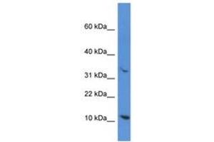 Image no. 1 for anti-Cytochrome C, Somatic (CYCS) (AA 10-59) antibody (ABIN6747623) (Cytochrome C antibody  (AA 10-59))