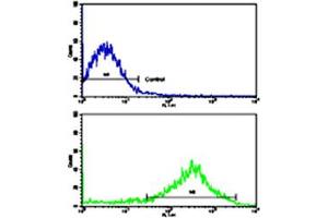 Flow cytometric analysis of NCI-H292 cells using OPRS1 polyclonal antibody (bottom histogram) compared to a negative control cell (top histogram). (SIGMAR1 antibody  (N-Term))