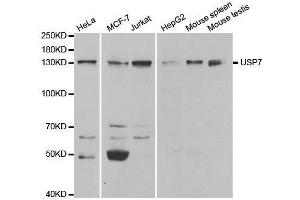 Western blot analysis of extracts of various cell lines, using USP7 antibody. (USP7 antibody  (AA 206-1102))