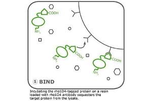 Image no. 2 for Rho1D4 MagBeads (ABIN3199244) (Rho1D4 MagBeads)
