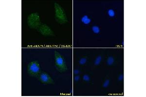 ABIN185354 Immunofluorescence analysis of paraformaldehyde fixed U2OS cells, permeabilized with 0. (AKAP9 antibody  (C-Term))