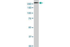 USP9X monoclonal antibody (M05), clone 5D7. (USP9X antibody  (AA 1-90))