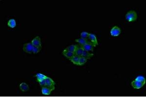 Immunofluorescent analysis of MCF-7 cells using ABIN7159882 at dilution of 1:100 and Alexa Fluor 488-congugated AffiniPure Goat Anti-Rabbit IgG(H+L) (SLC25A38 antibody  (AA 1-30))